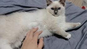 下猫视频在线观看,在线观看萌态百出的猫视频  第1张